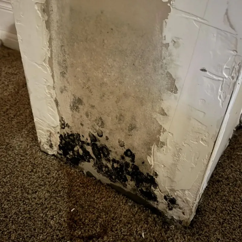 Professional Mold Removal in Carlton, OR